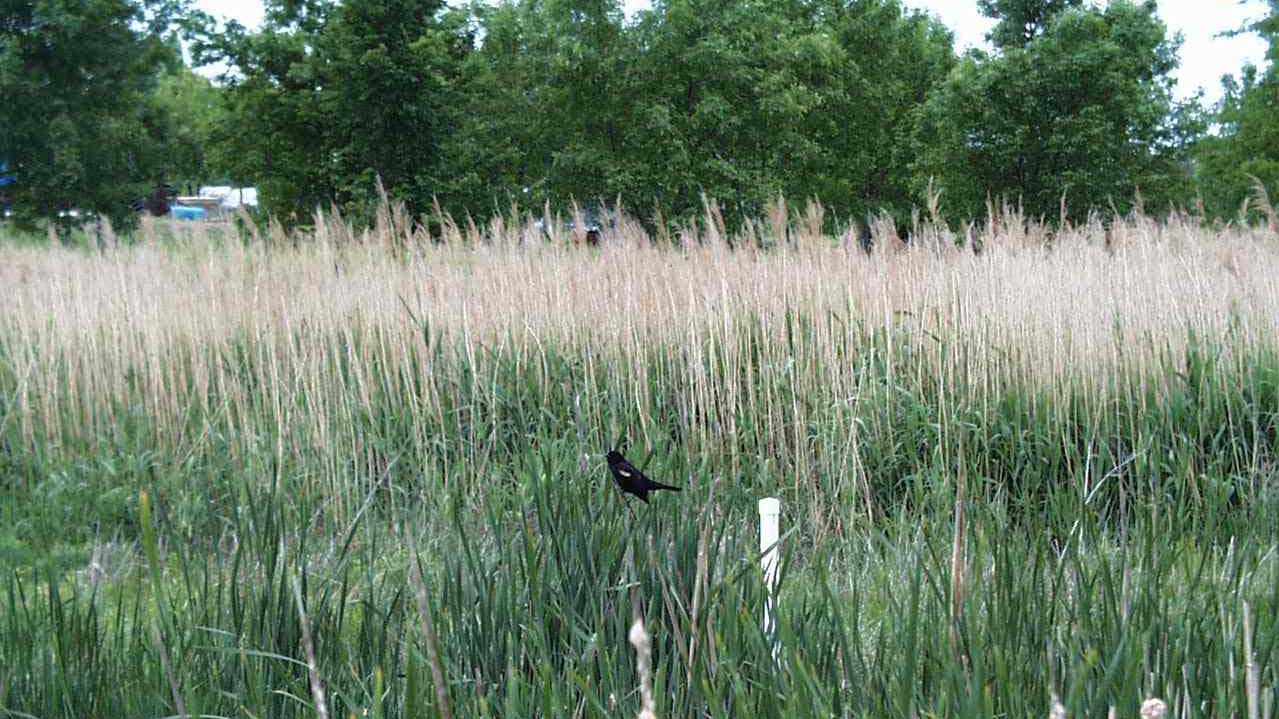 a constructed wetland in operation