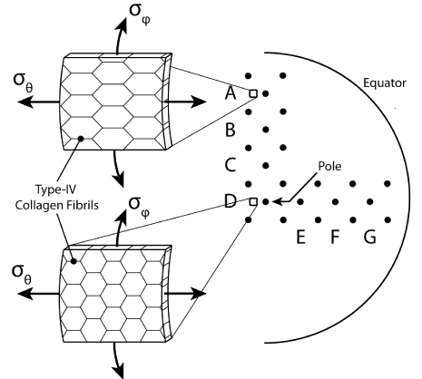 Image: Regional multiaxial mechanical properties of the porcine anterior lens capsule