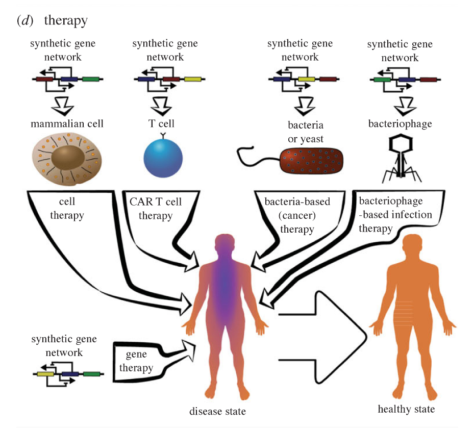 Image: Mammalian synthetic biology: emerging medical applications