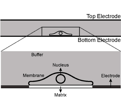 Image: Comparison between direct and reverse electroporation of cells in situ: a simulation study