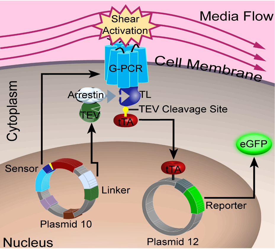 Image: Development of a synthetic gene network to modulate gene expression by mechanical forces